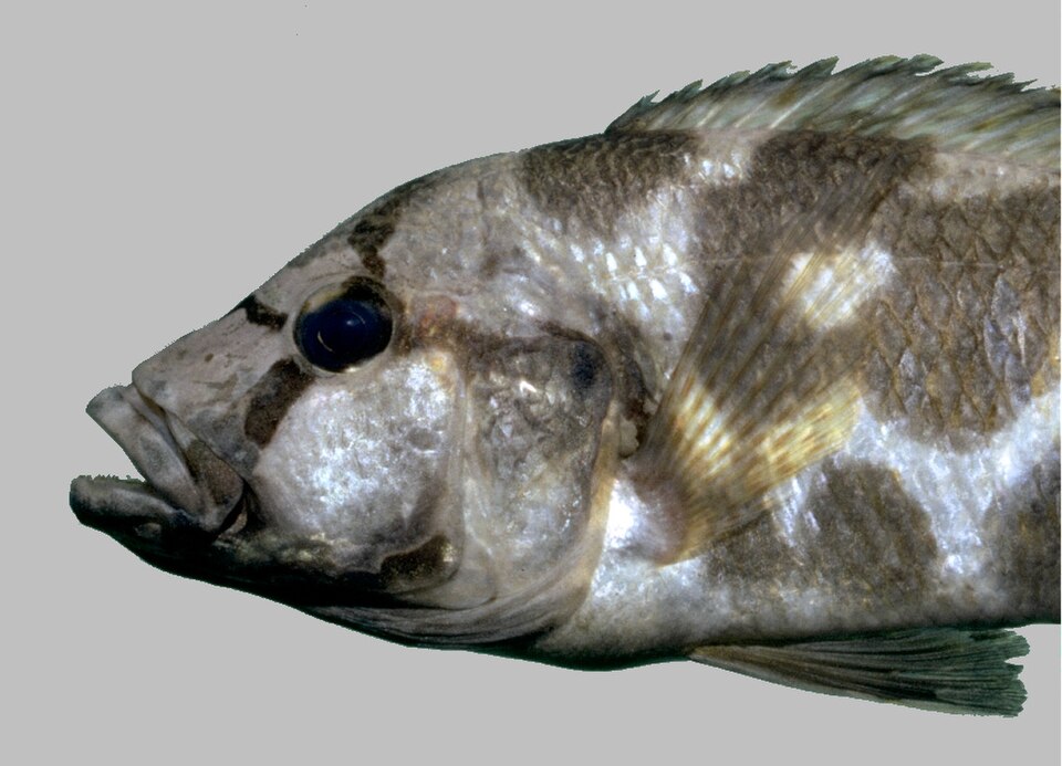Livingston's Cichlid