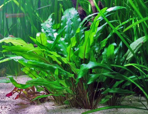 Cryptocoryne Wendtii 'Green'