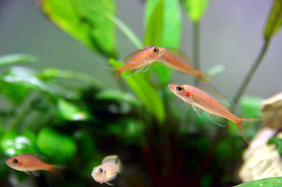 Blue Neon Cichlid