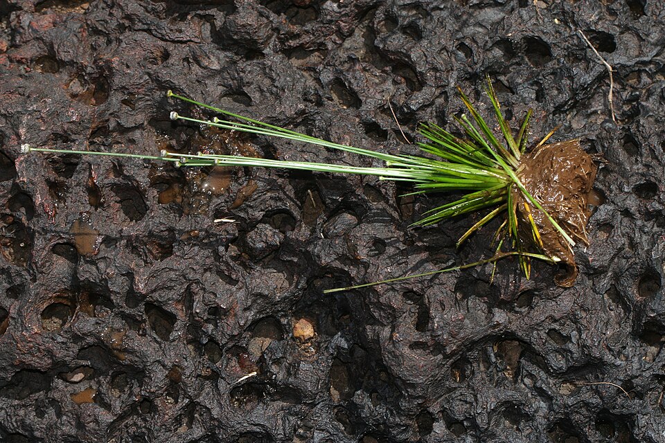 Eriocaulon Cinereum