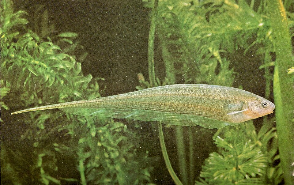 Glass Knifefish
