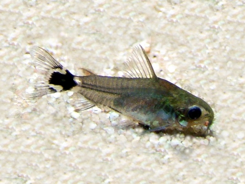 Dwarf Corydoras (Hastatus)