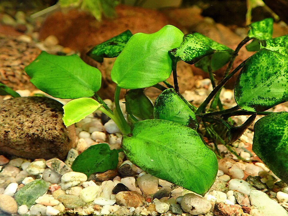 Anubias Barteri var. Nana