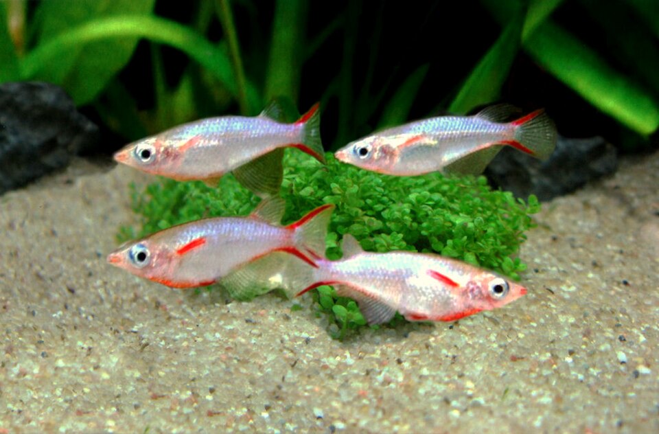 Daisy's Ricefish