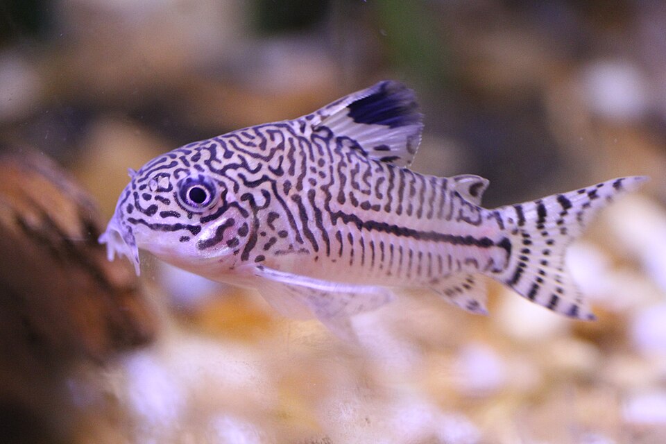 False Julii (Three-Stripe) Corydoras