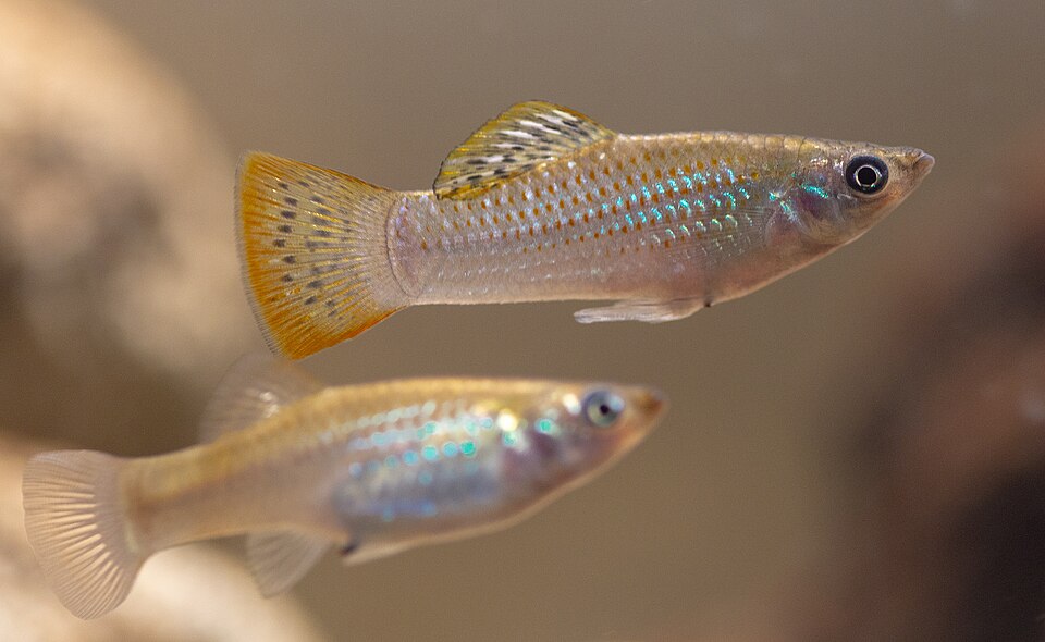 Shortfin Molly