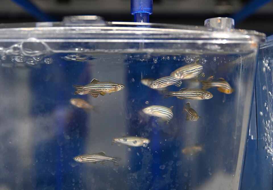 Zebra Danio