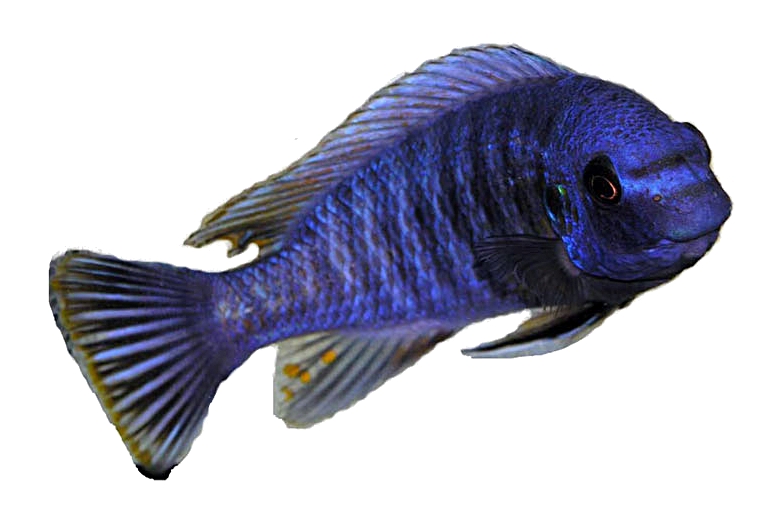 Fuelleborn's Cichlid
