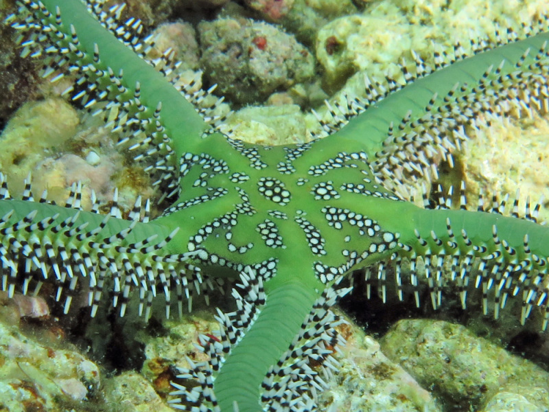 Brittle Starfish