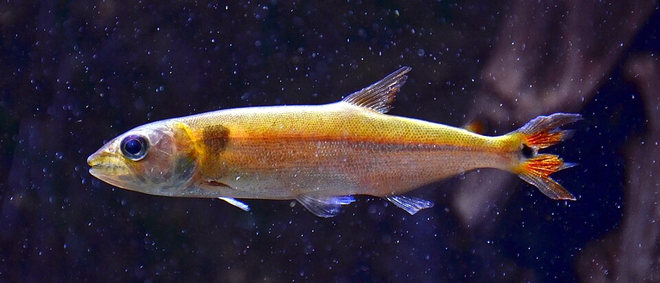 Red Tail Barracuda