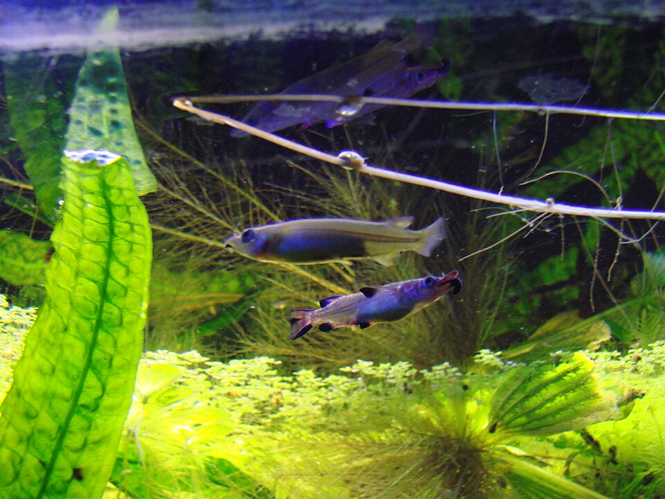 Celebes Halfbeak