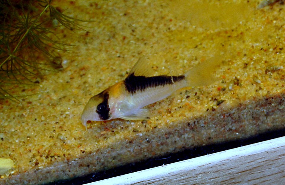 Adolfo's Corydoras