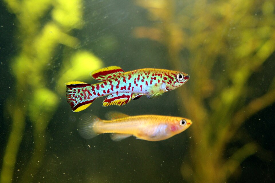 Steel Blue Killifish