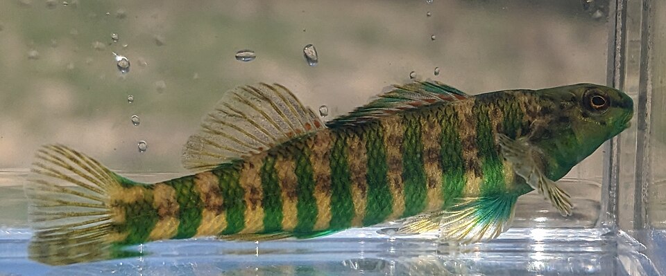 Banded Darter