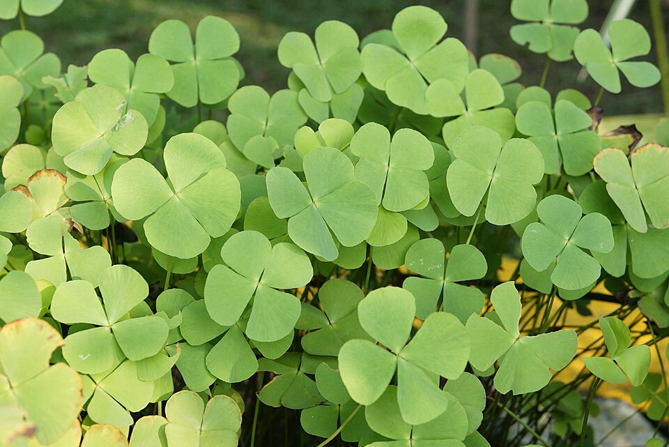 Marsilea Minuta