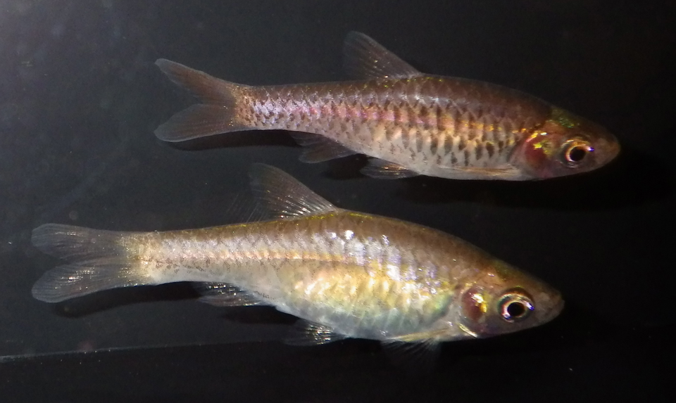 Volcano Rasbora
