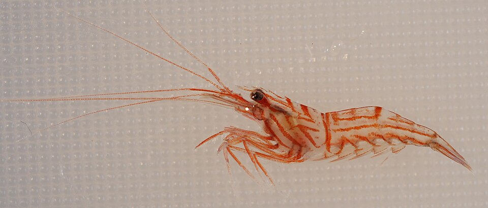 Peppermint Shrimp