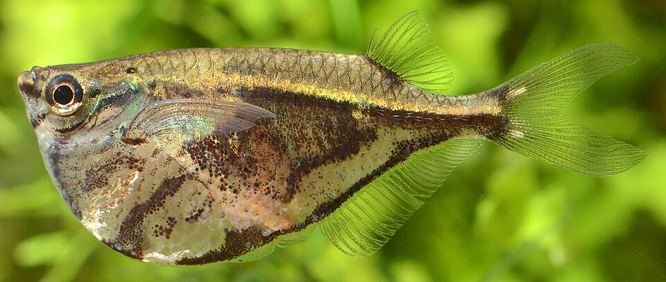 Marbled Hatchetfish