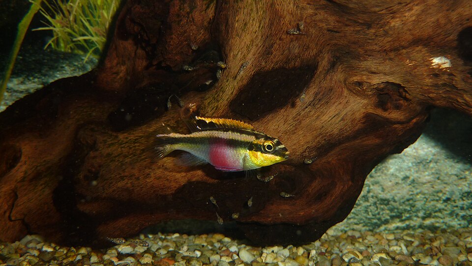 Kribensis