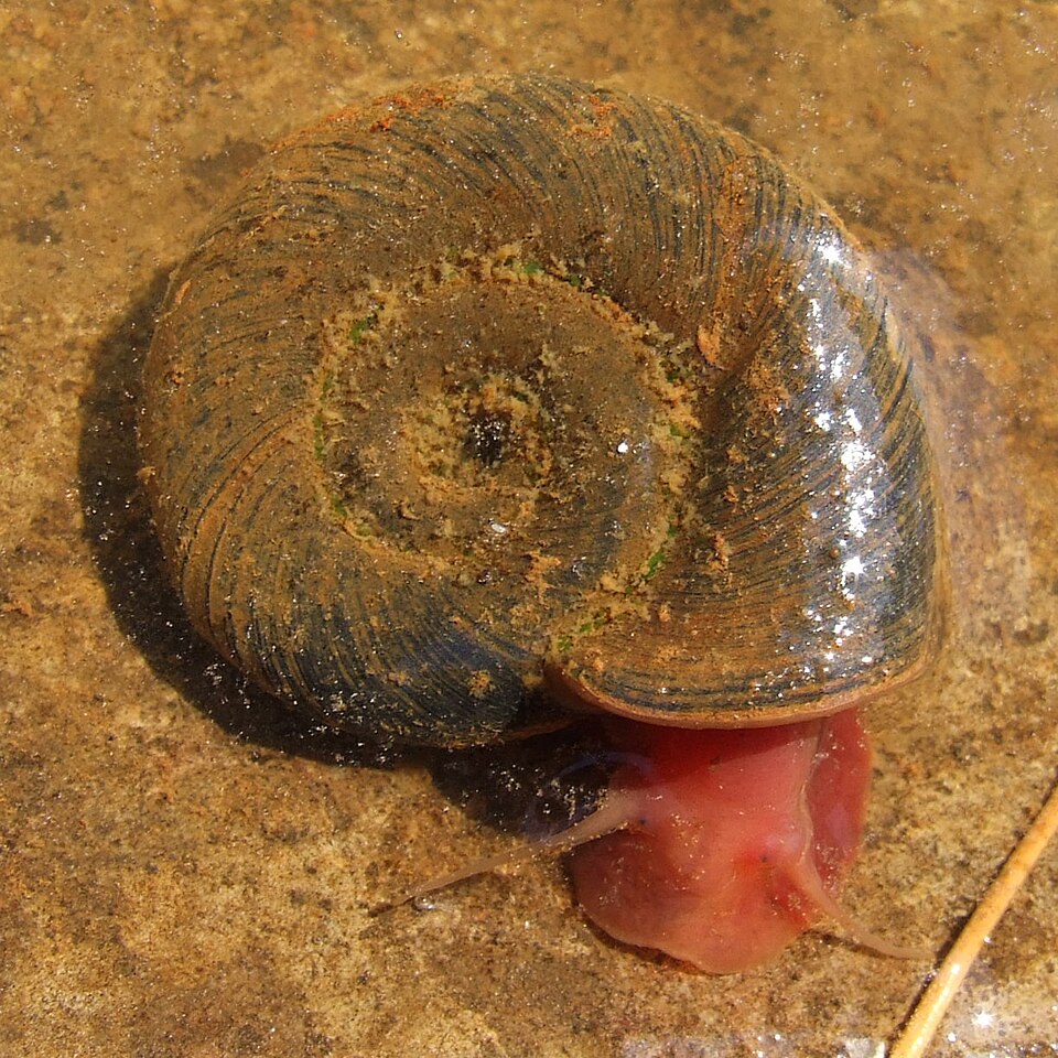 Great Ramshorn
