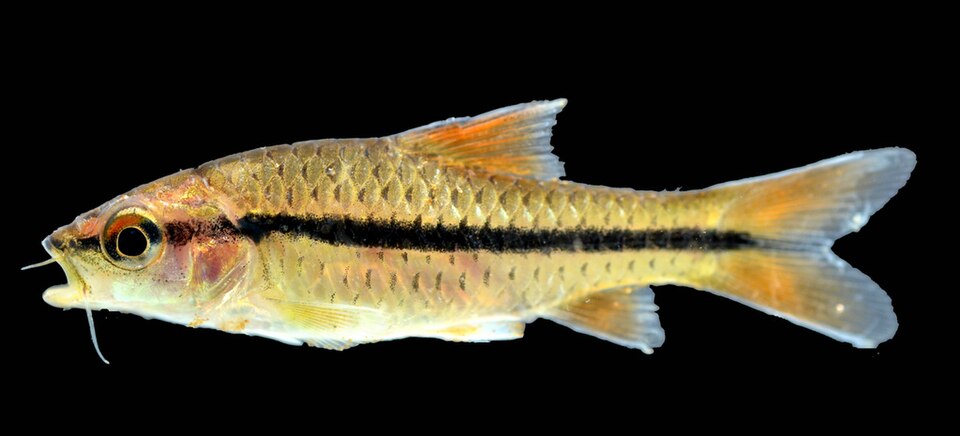 Spotscale Barb