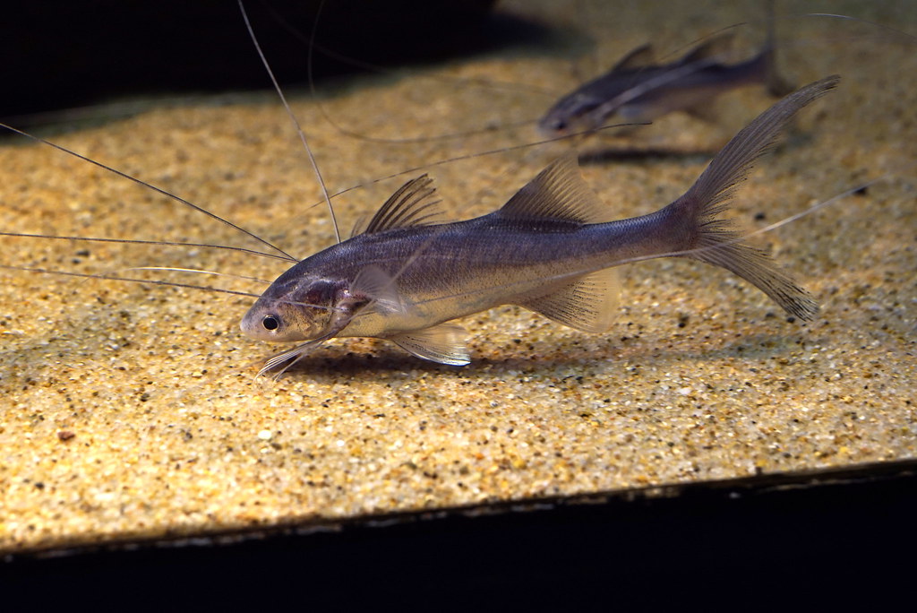 Paradise Threadfin