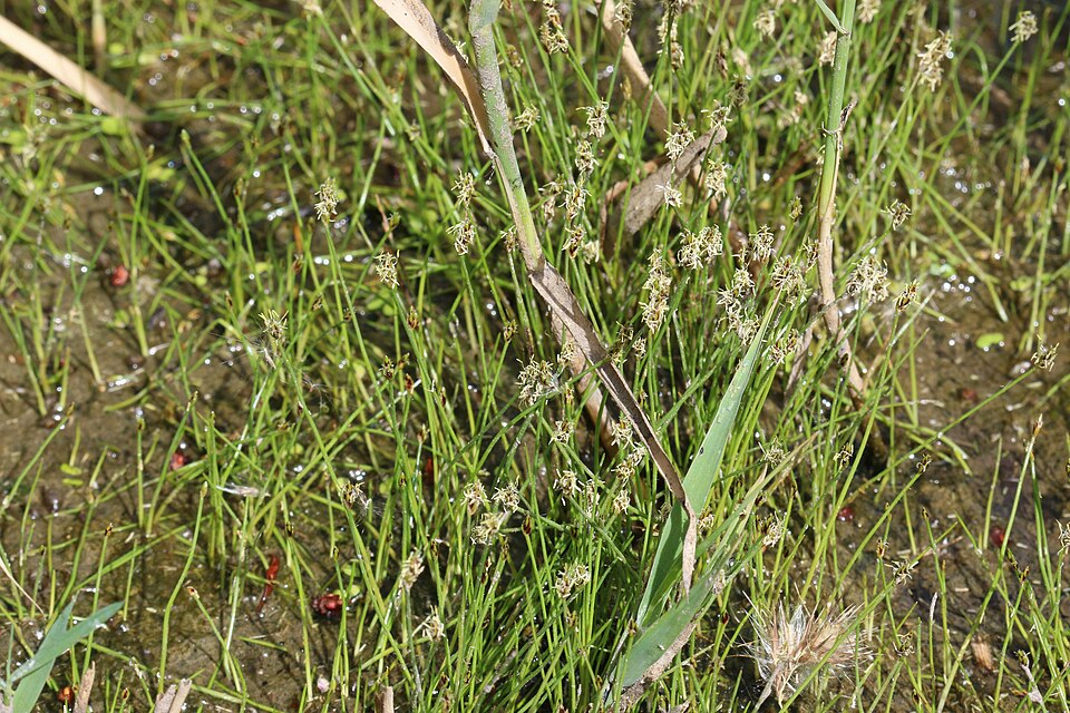 Dwarf Hairgrass