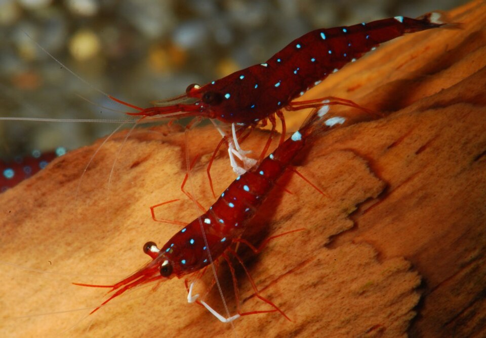 Sulawesi Shrimp