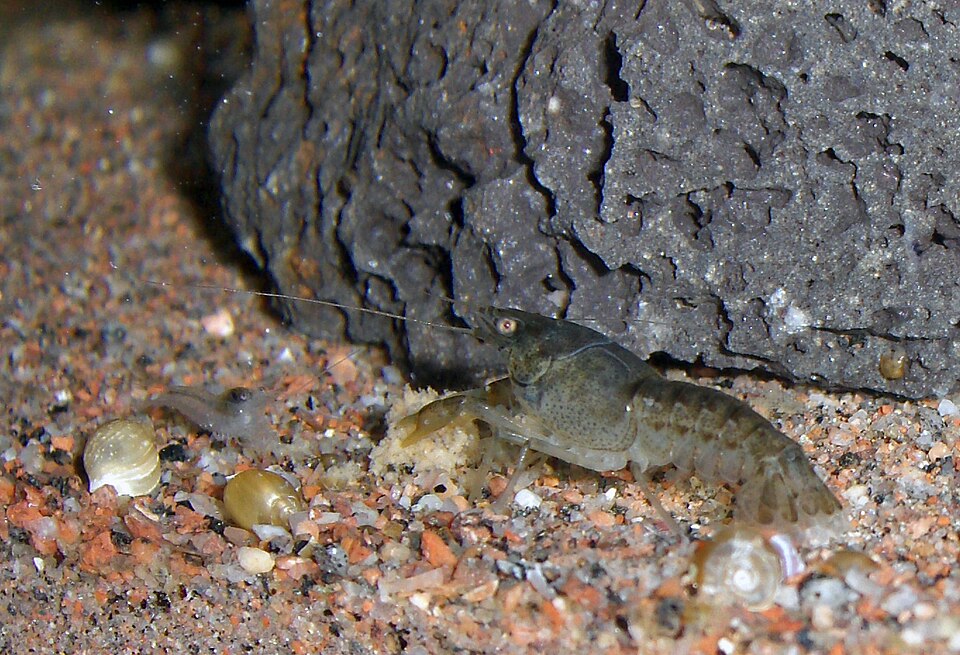 Freshwater Crayfish