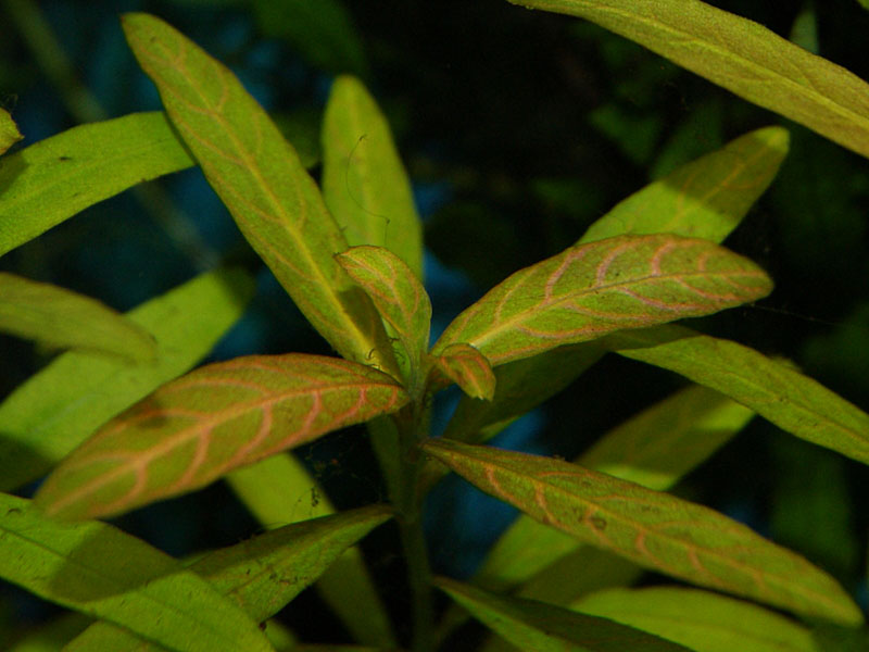 Hygrophila Polysperma 'Rosanervig'