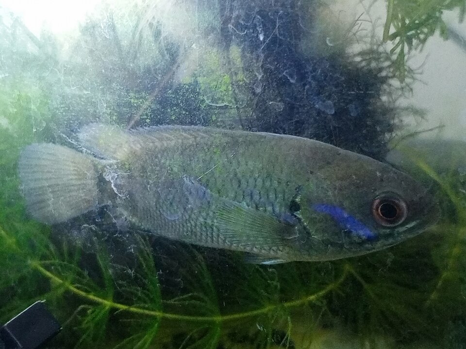 Climbing Perch