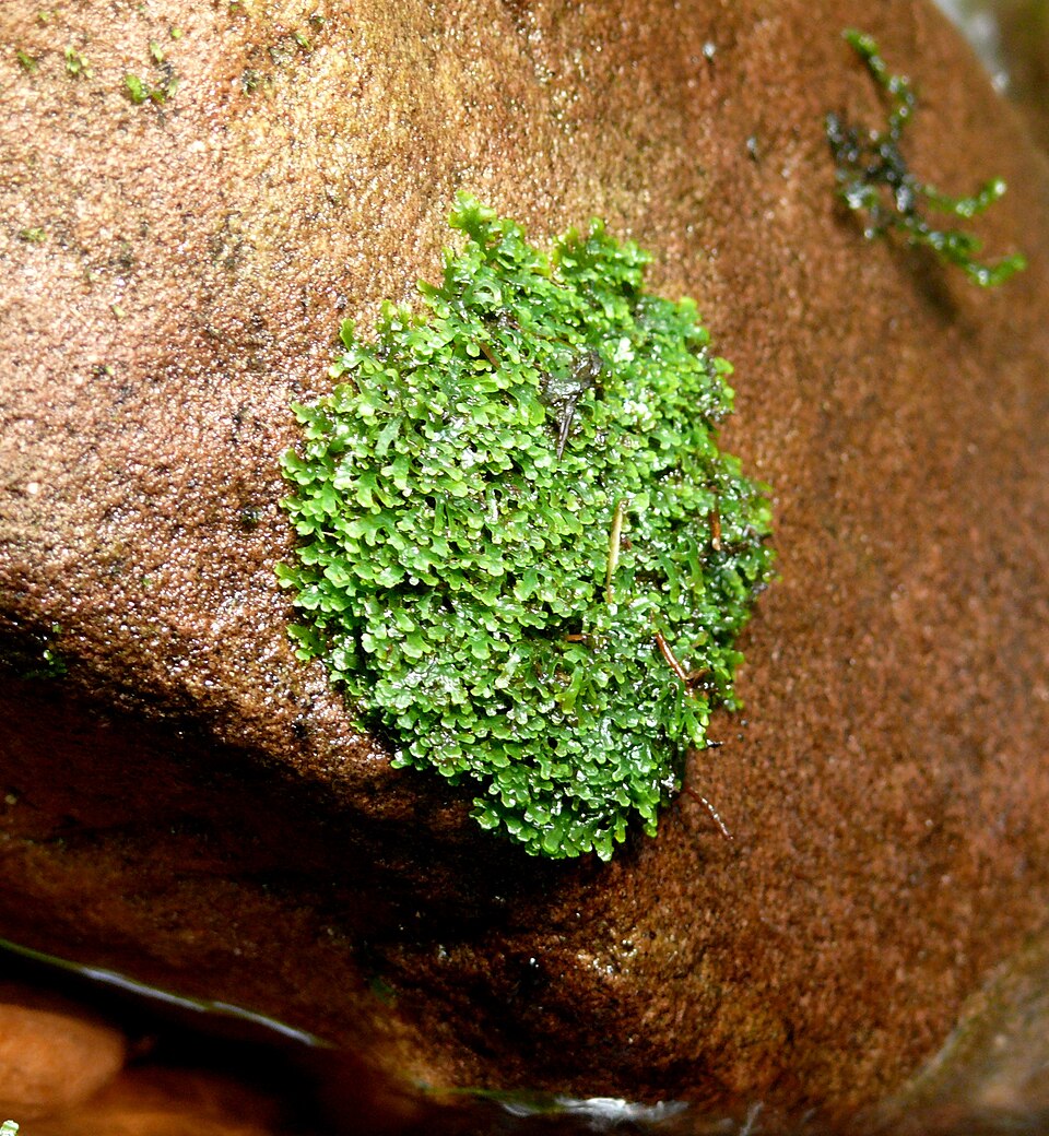 Riccardia Chamedryfolia