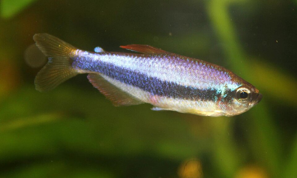 Royal Tetra