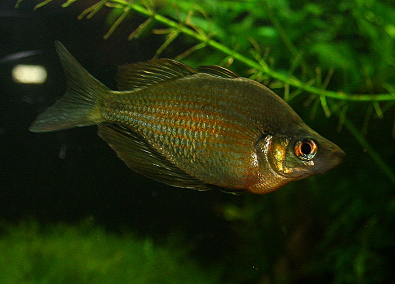 Lake Wanam Rainbowfish