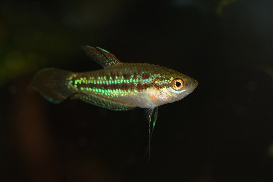 Sparkling Gourami