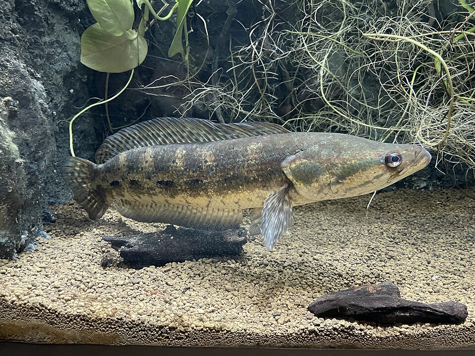 Forest Snakehead